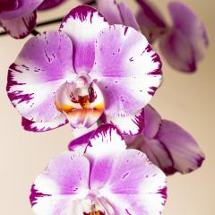 Pink Orchid flowers Wellness on brown background- Stock Photo or Stock Video of rcfotostock | RC-Photo-Stock
