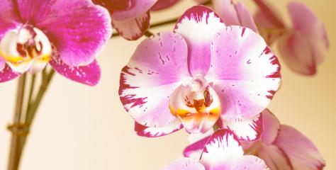 Pink Orchid flowers Wellness on brown background- Stock Photo or Stock Video of rcfotostock | RC Photo Stock