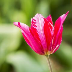 Pink Tulip  : Stock Photo or Stock Video Download rcfotostock photos, images and assets rcfotostock | RC-Photo-Stock.: