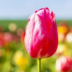 Pink Tulip bud in a field : Stock Photo or Stock Video Download rcfotostock photos, images and assets rcfotostock | RC-Photo-Stock.: