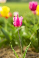 Pink Tulip flower in a tulip field- Stock Photo or Stock Video of rcfotostock | RC-Photo-Stock