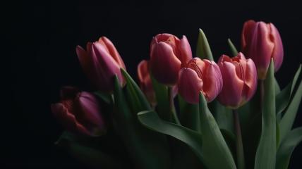 Pink tulips with green leaves against a dark background- Stock Photo or Stock Video of rcfotostock | RC Photo Stock