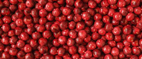 Pomegranate garnet fruit background pattern, banner size- Stock Photo or Stock Video of rcfotostock | RC Photo Stock