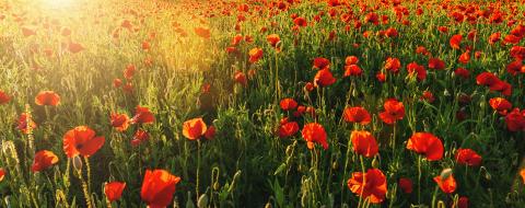 poppy field panorama banner size : Stock Photo or Stock Video Download rcfotostock photos, images and assets rcfotostock | RC Photo Stock.: