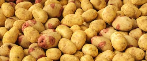 Potatoes as pile. Texture vegetable white young potato.- Stock Photo or Stock Video of rcfotostock | RC Photo Stock