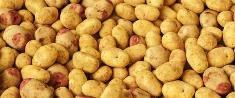 potatoes sold on market at a pile- Stock Photo or Stock Video of rcfotostock | RC Photo Stock