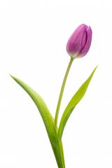 purple tulip : Stock Photo or Stock Video Download rcfotostock photos, images and assets rcfotostock | RC Photo Stock.: