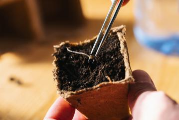Putting cannabis seed with tweezers in a pot, Indoor marijuana growing concept image : Stock Photo or Stock Video Download rcfotostock photos, images and assets rcfotostock | RC-Photo-Stock.: