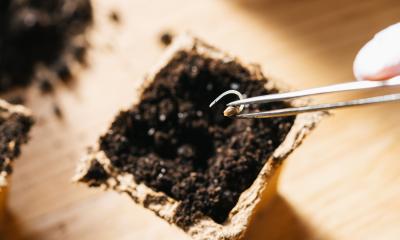 Putting cannabis seed with tweezers in a pot, medical marijuana growing- Stock Photo or Stock Video of rcfotostock | RC Photo Stock
