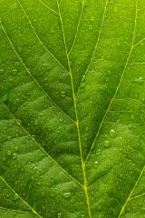 raindrops on a leaf  : Stock Photo or Stock Video Download rcfotostock photos, images and assets rcfotostock | RC-Photo-Stock.: