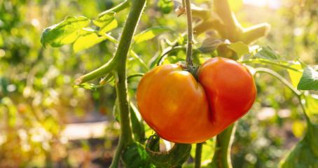 Red beefsteak tomatoes growing in the sunshine at a greenhouse. Delicious red tomatoe hanging on the vine of a tomato plant : Stock Photo or Stock Video Download rcfotostock photos, images and assets rcfotostock | RC Photo Stock.: