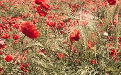 red poppy flowers in a field- Stock Photo or Stock Video of rcfotostock | RC-Photo-Stock