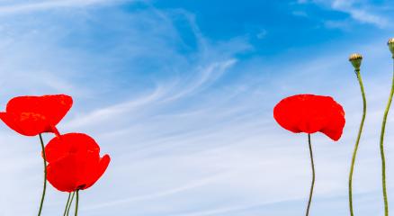 red poppy flowers in a summer field, including copy space- Stock Photo or Stock Video of rcfotostock | RC Photo Stock