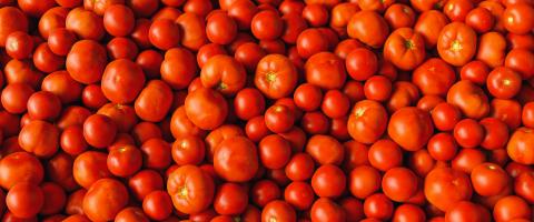 Red tomatoes and beefsteak tomatoes on a pile as a background texture, banner size- Stock Photo or Stock Video of rcfotostock | RC-Photo-Stock