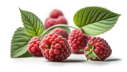 ripe raspberries with green leaf on white background (Generative AI)- Stock Photo or Stock Video of rcfotostock | RC Photo Stock