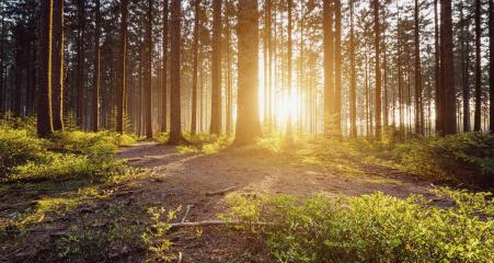 road to the forest at sunset  : Stock Photo or Stock Video Download rcfotostock photos, images and assets rcfotostock | RC-Photo-Stock.: