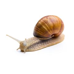 roman snail : Stock Photo or Stock Video Download rcfotostock photos, images and assets rcfotostock | RC Photo Stock.:
