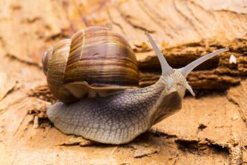 Roman snail : Stock Photo or Stock Video Download rcfotostock photos, images and assets rcfotostock | RC Photo Stock.: