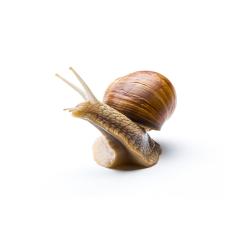 Roman snail on white : Stock Photo or Stock Video Download rcfotostock photos, images and assets rcfotostock | RC Photo Stock.: