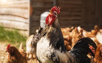 Rooster crows in a group of chickens at a hen house. Hens in bio farm. Chicken in hen house. Chickens in farm at sunny day : Stock Photo or Stock Video Download rcfotostock photos, images and assets rcfotostock | RC Photo Stock.: