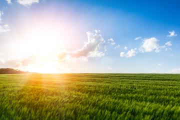 Scene of sunset or sunrise on the field with young rye or wheat in the summer with a cloudy sky background. Landscape. : Stock Photo or Stock Video Download rcfotostock photos, images and assets rcfotostock | RC-Photo-Stock.: