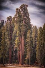 Sequoia Trees im Sonnenlicht, USA, Kalifornien : Stock Photo or Stock Video Download rcfotostock photos, images and assets rcfotostock | RC Photo Stock.: