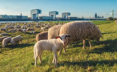 shepherd in cologne at the rhine shore, germany- Stock Photo or Stock Video of rcfotostock | RC-Photo-Stock