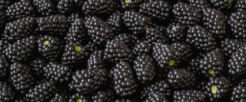 shiny fresh picked blackberries as pile- Stock Photo or Stock Video of rcfotostock | RC Photo Stock