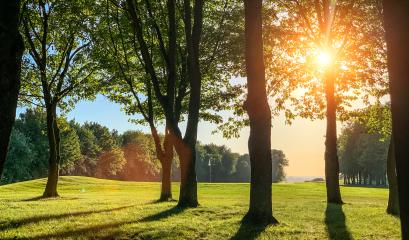 Silent Forest in spring with beautiful bright sun rays - wanderlust : Stock Photo or Stock Video Download rcfotostock photos, images and assets rcfotostock | RC Photo Stock.: