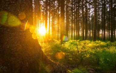 Silent Forest in spring with beautiful bright sun rays- Stock Photo or Stock Video of rcfotostock | RC-Photo-Stock