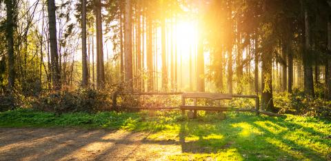 Silent Forest in spring with beautiful bright sun rays- Stock Photo or Stock Video of rcfotostock | RC Photo Stock