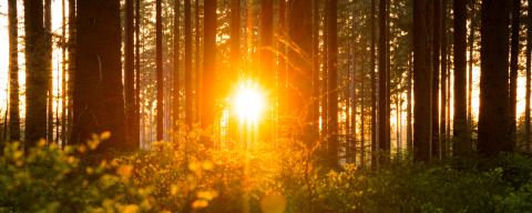 Silent Forest in spring with beautiful bright sun rays- Stock Photo or Stock Video of rcfotostock | RC Photo Stock