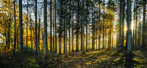 Silent Forest in spring with beautiful bright sun rays : Stock Photo or Stock Video Download rcfotostock photos, images and assets rcfotostock | RC Photo Stock.: