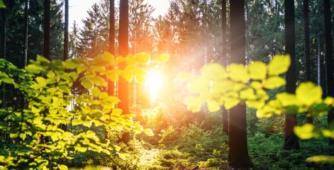 Silent Forest in spring with beautiful bright sun rays- Stock Photo or Stock Video of rcfotostock | RC-Photo-Stock