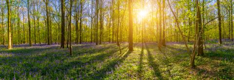 Silent Hallerbos Forest in spring with beautiful bright sun rays panorama- Stock Photo or Stock Video of rcfotostock | RC Photo Stock
