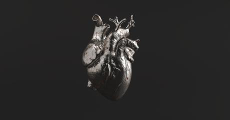 Silver Anatomical Heart. Anatomy and medicine concept image.- Stock Photo or Stock Video of rcfotostock | RC-Photo-Stock