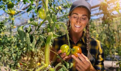 Skilled woman engaged in seasonal gardening picking fresh ripe plum tomatoes on farm : Stock Photo or Stock Video Download rcfotostock photos, images and assets rcfotostock | RC Photo Stock.: