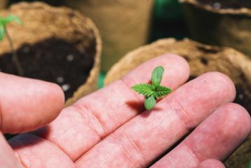 small plant of cannabis seedlings at the stage of vegetation holding by hand, eceptions of cultivation in an indoor marijuana for medical purposes- Stock Photo or Stock Video of rcfotostock | RC-Photo-Stock