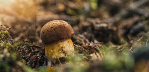 Small Raw Wild Mushrooms boletus in moss. Mushroom hunting concept image- Stock Photo or Stock Video of rcfotostock | RC Photo Stock