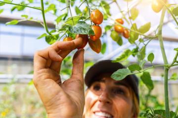 smiling female farmer, harvesting small tomatoes in greenhouse. : Stock Photo or Stock Video Download rcfotostock photos, images and assets rcfotostock | RC Photo Stock.: