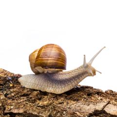 snail (Helix aspersa)- Stock Photo or Stock Video of rcfotostock | RC Photo Stock