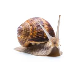 snail looks to you- Stock Photo or Stock Video of rcfotostock | RC-Photo-Stock