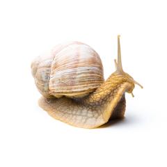 snail on white : Stock Photo or Stock Video Download rcfotostock photos, images and assets rcfotostock | RC Photo Stock.: