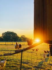 species appropriate husbandry chicken on beautiful land- Stock Photo or Stock Video of rcfotostock | RC Photo Stock