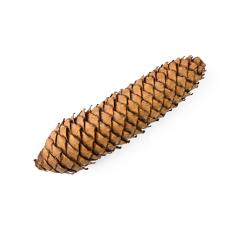 spruce cones isolated on white background- Stock Photo or Stock Video of rcfotostock | RC-Photo-Stock