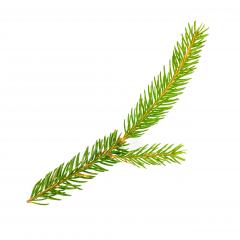 spruce fir branch isolated on white background- Stock Photo or Stock Video of rcfotostock | RC Photo Stock