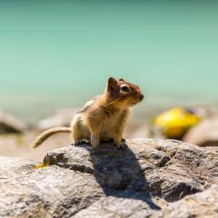 squirrel sitting on a rock at Lake Louise in summer banff canada : Stock Photo or Stock Video Download rcfotostock photos, images and assets rcfotostock | RC Photo Stock.: