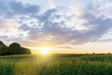 Summer landscape - wheat field at sunset- Stock Photo or Stock Video of rcfotostock | RC-Photo-Stock