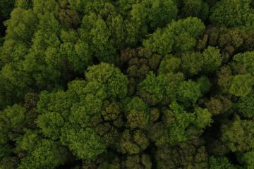 Summer warm sun light forest aerial view- Stock Photo or Stock Video of rcfotostock | RC Photo Stock