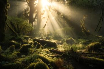 Sun rays shining through the  trees in the deep forrest (Generative AI)  : Stock Photo or Stock Video Download rcfotostock photos, images and assets rcfotostock | RC Photo Stock.: